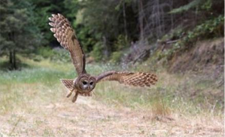 small owl flying down from coniferous forest canopy